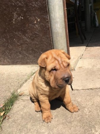 Shar pei