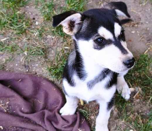 Husky