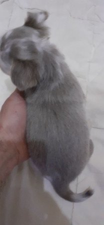 Csivava