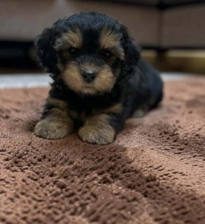 Maltipoo