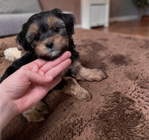 Maltipoo
