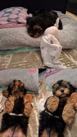 Maltipoo
