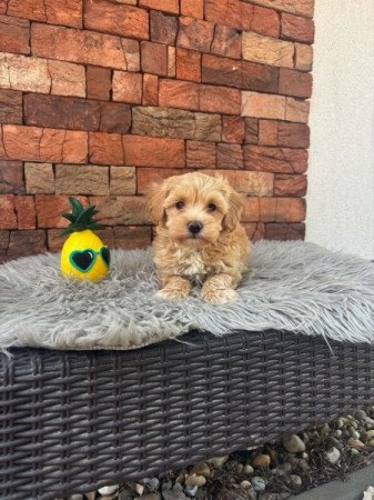 Maltipoo