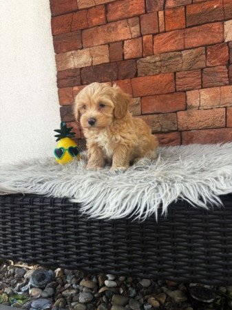 Maltipoo