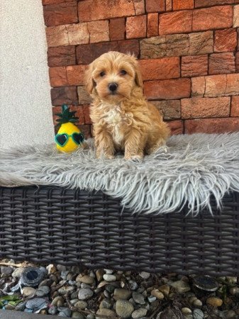 Maltipoo