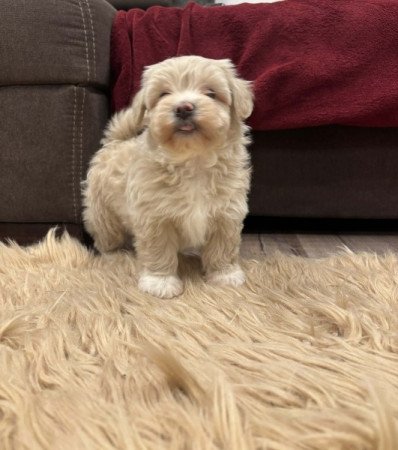 Maltipoo