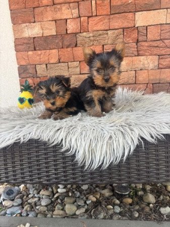 Yorkshire terrier