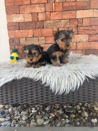 Yorkshire terrier