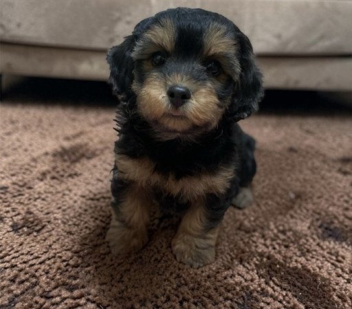 Maltipoo