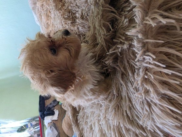 Maltipoo