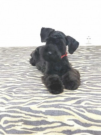 Közèp schnauzer