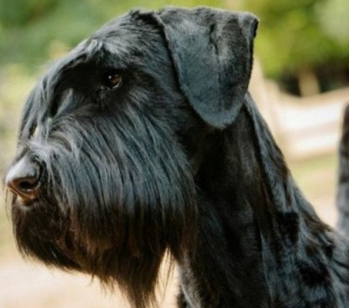 Közèp schnauzer