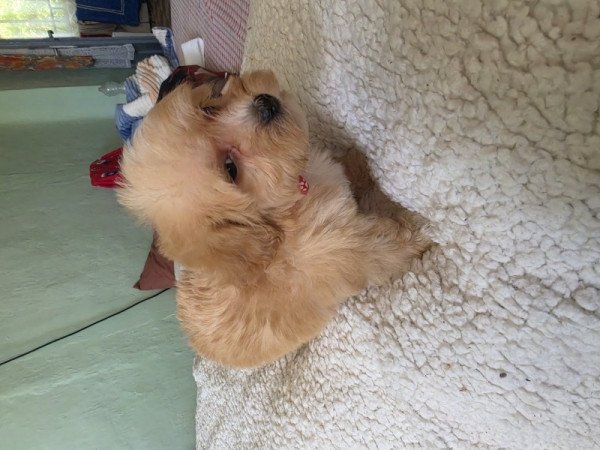 Maltipoo
