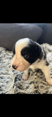 Border collie