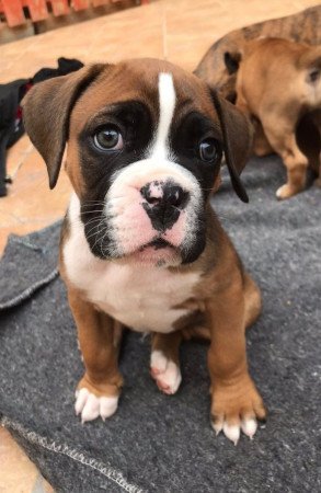 Eladó generációs boxer kölykök, csak 2 bobtail