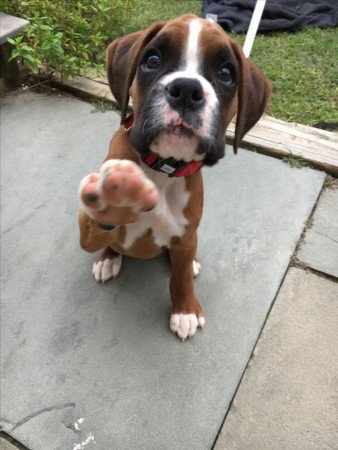 Eladó generációs boxer kölykök, csak 2 bobtail