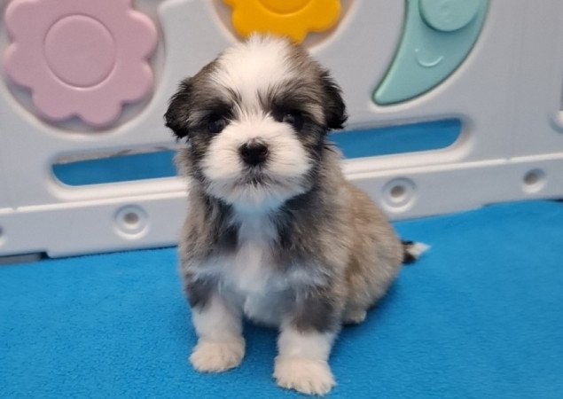 Bichon havanese