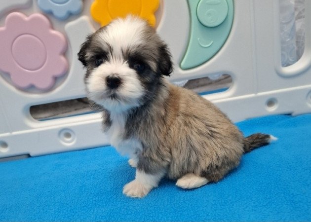 Bichon havanese