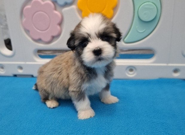 Bichon havanese