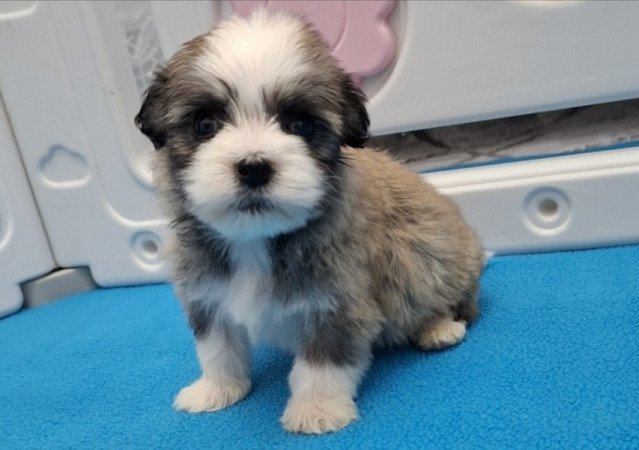Bichon havanese