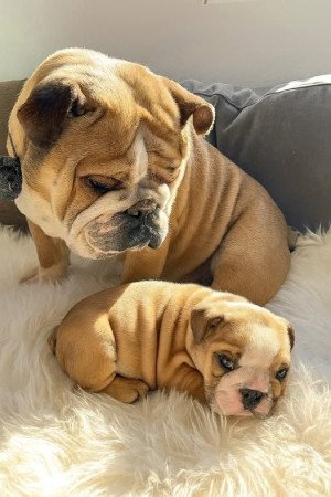 Angol bulldog vásárlási tanácsok