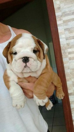 Angol bulldog vásárlási tanácsok