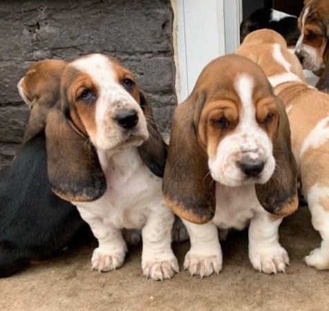 Lenyűgöző Kc háromszínű basset hound kölykök
