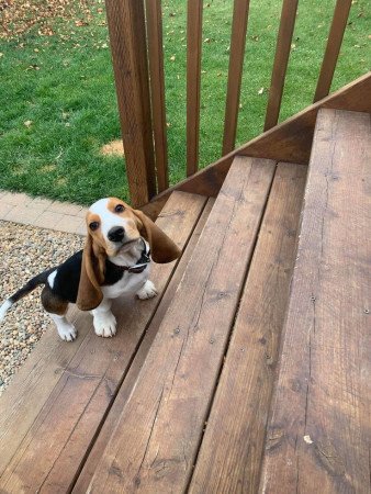 Lenyűgöző Kc háromszínű basset hound kölykök