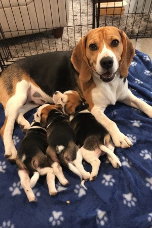 Champion Beagle Kölykök