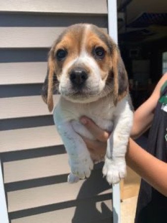 Champion Beagle Kölykök