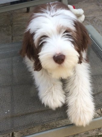 Munka szakállas collie - Egészségügyileg tesztelt szülők