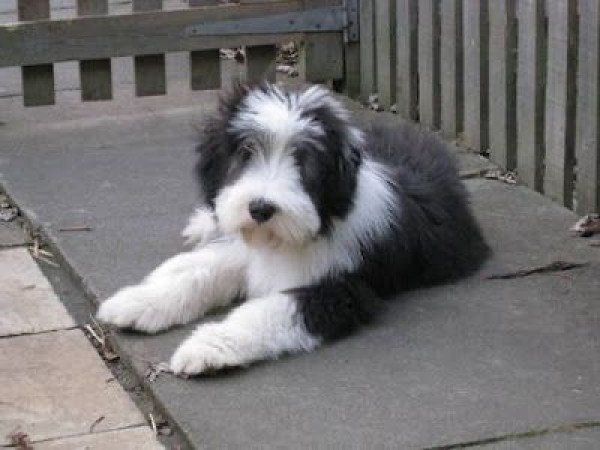 Munka szakállas collie - Egészségügyileg tesztelt szülők