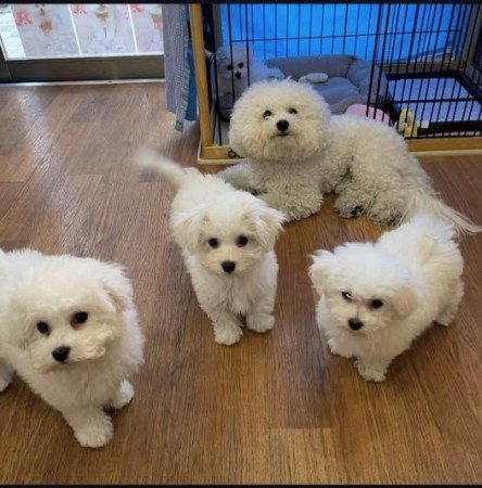 Törzskönyvezett Dl Reg Bichon Frise - Kan Snake