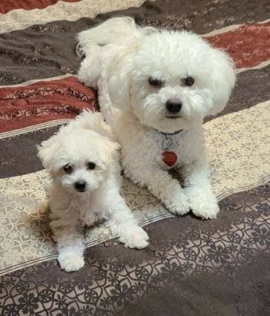 Törzskönyvezett Dl Reg Bichon Frise - Kan Snake