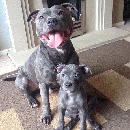 Staffordshire terrier kölykök tenyésztői engedéllyel Skóciában