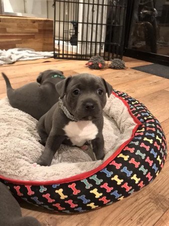 Staffordshire terrier kölykök tenyésztői engedéllyel Skóciában