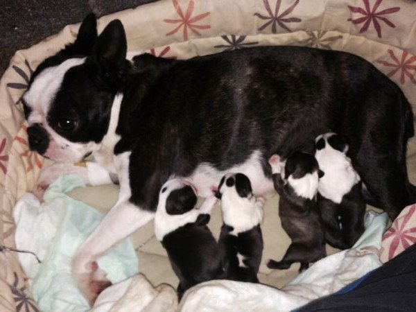 Boston Terrier krémszínű hordozó Lillac Best Of Best