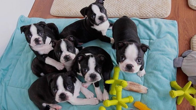 Boston Terrier krémszínű hordozó Lillac Best Of Best