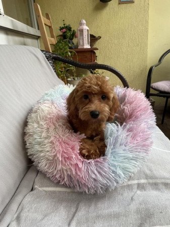 Maltipoo maltai es toy uszkar