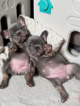 Upea valikoima ranskanbulldoggeja