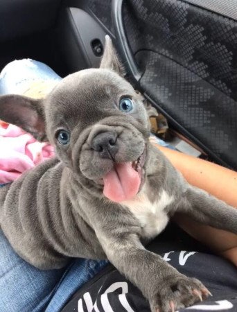 Upea valikoima ranskanbulldoggeja