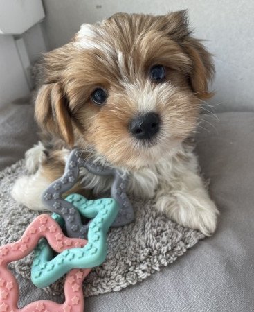 Bichon havanese