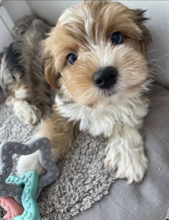 Bichon havanese