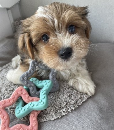 Bichon havanese