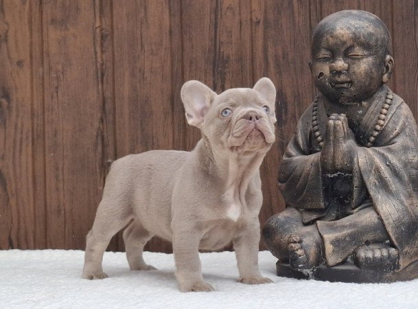 Francia bulldog