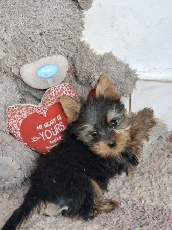 Yorkshire terrier