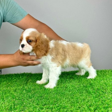 Cavalier King Charles Spániel