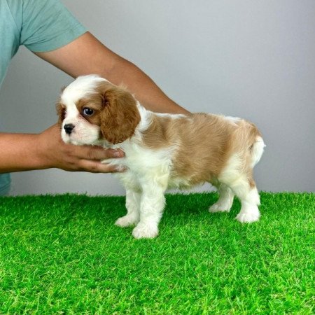 Cavalier King Charles Spániel