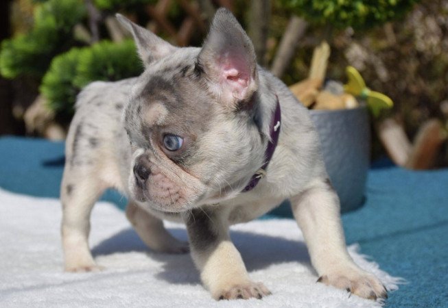 Francia Bulldog Merle LilacTan kékszemű kislány eladó