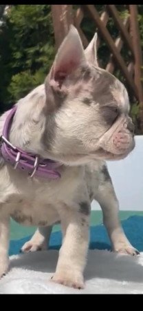 Francia Bulldog Merle LilacTan kékszemű kislány eladó